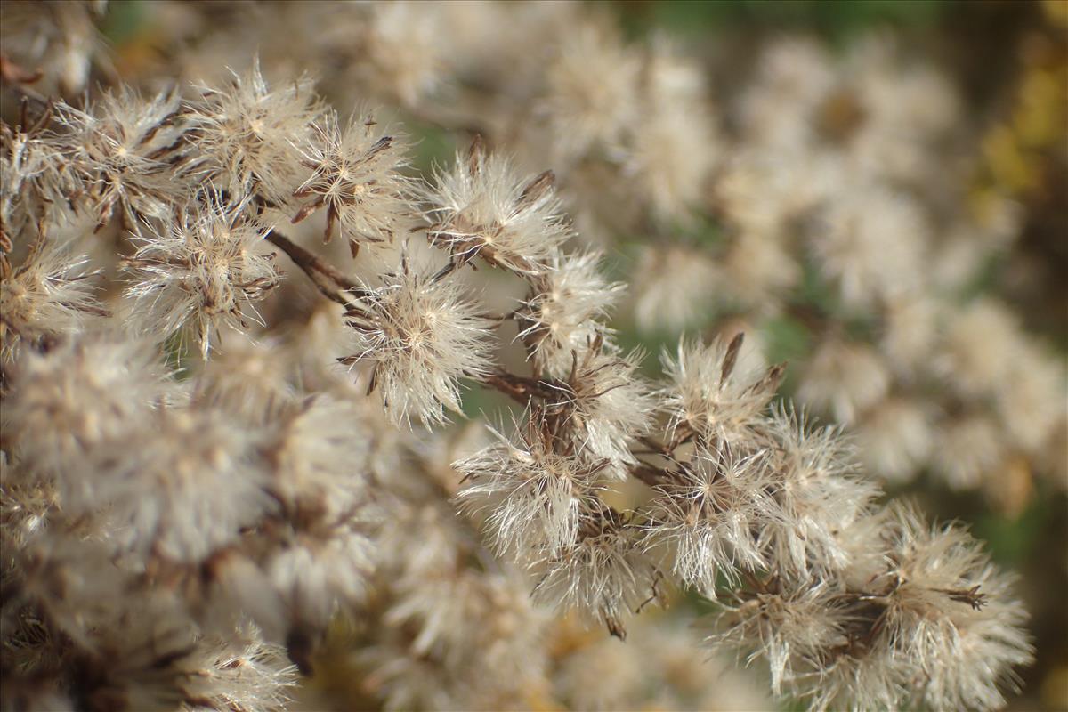 Solidago canadensis (door Stef van Walsum)