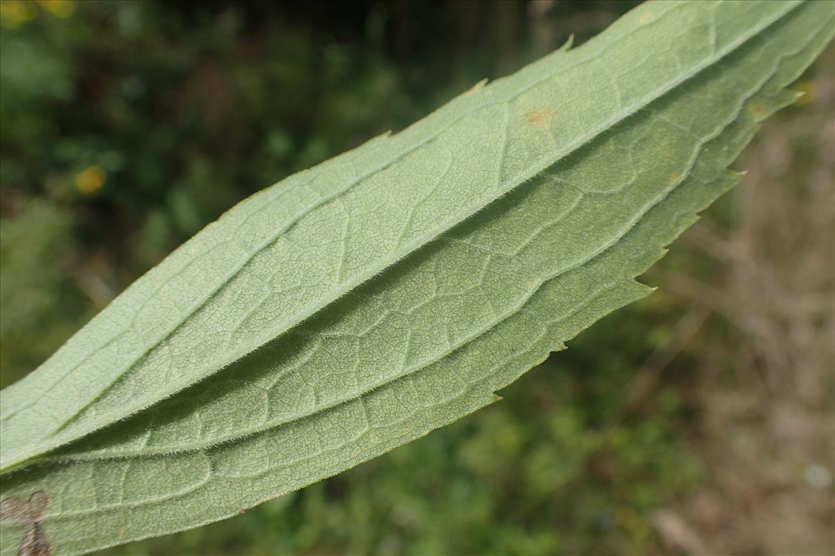 Solidago canadensis (door Stef van Walsum)