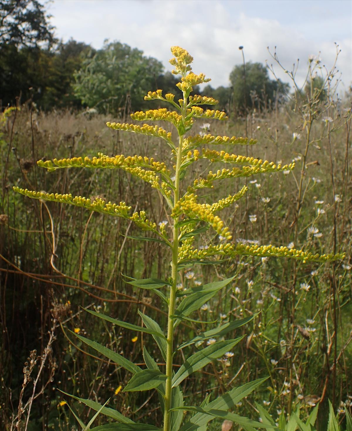 Solidago canadensis (door Stef van Walsum)