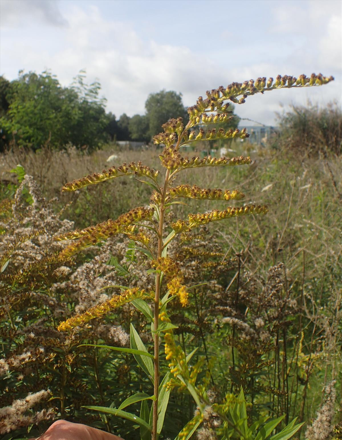 Solidago canadensis (door Stef van Walsum)