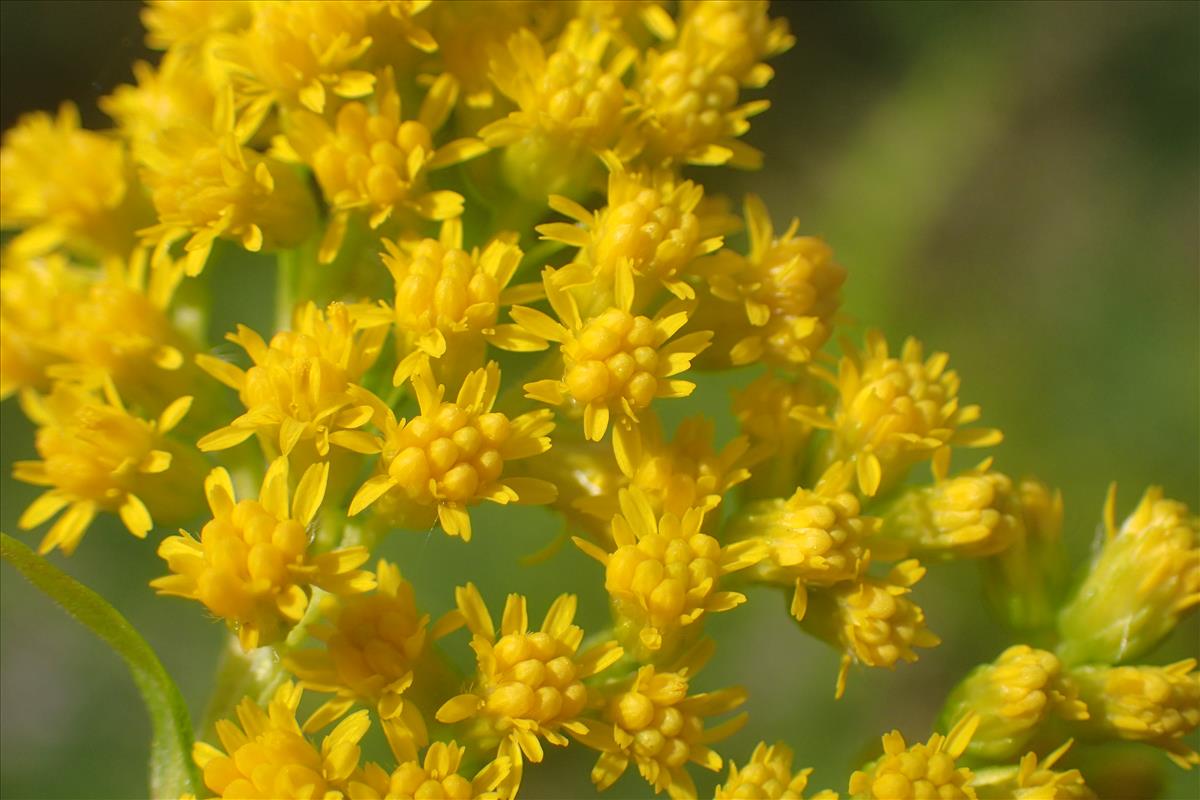 Solidago canadensis (door Stef van Walsum)