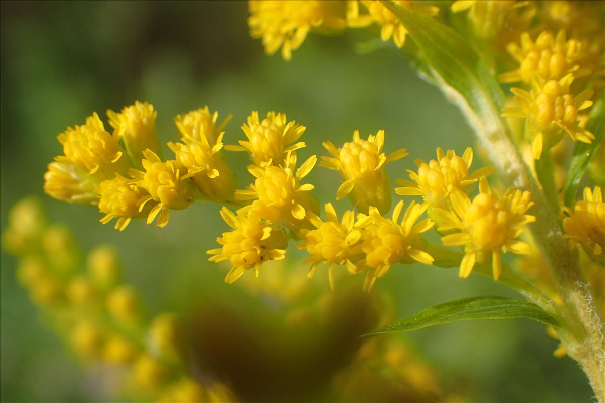 Solidago canadensis (door Stef van Walsum)