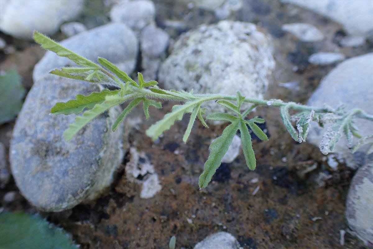 Convolvulus althaeoides (door Sipke Gonggrijp)