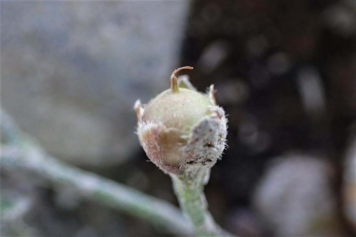 Convolvulus althaeoides (door Sipke Gonggrijp)