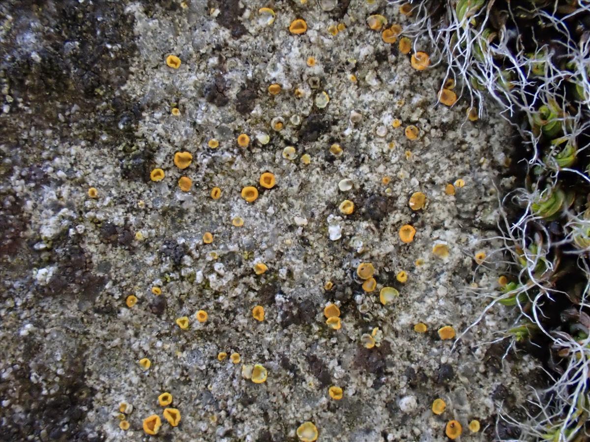 Xanthocarpia fulva (door Lukas Verboom)