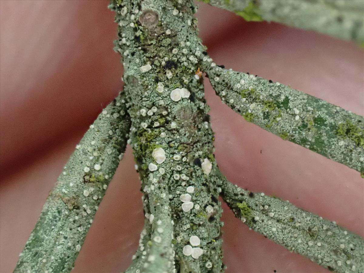 Fellhanera bouteillei (door Lukas Verboom)