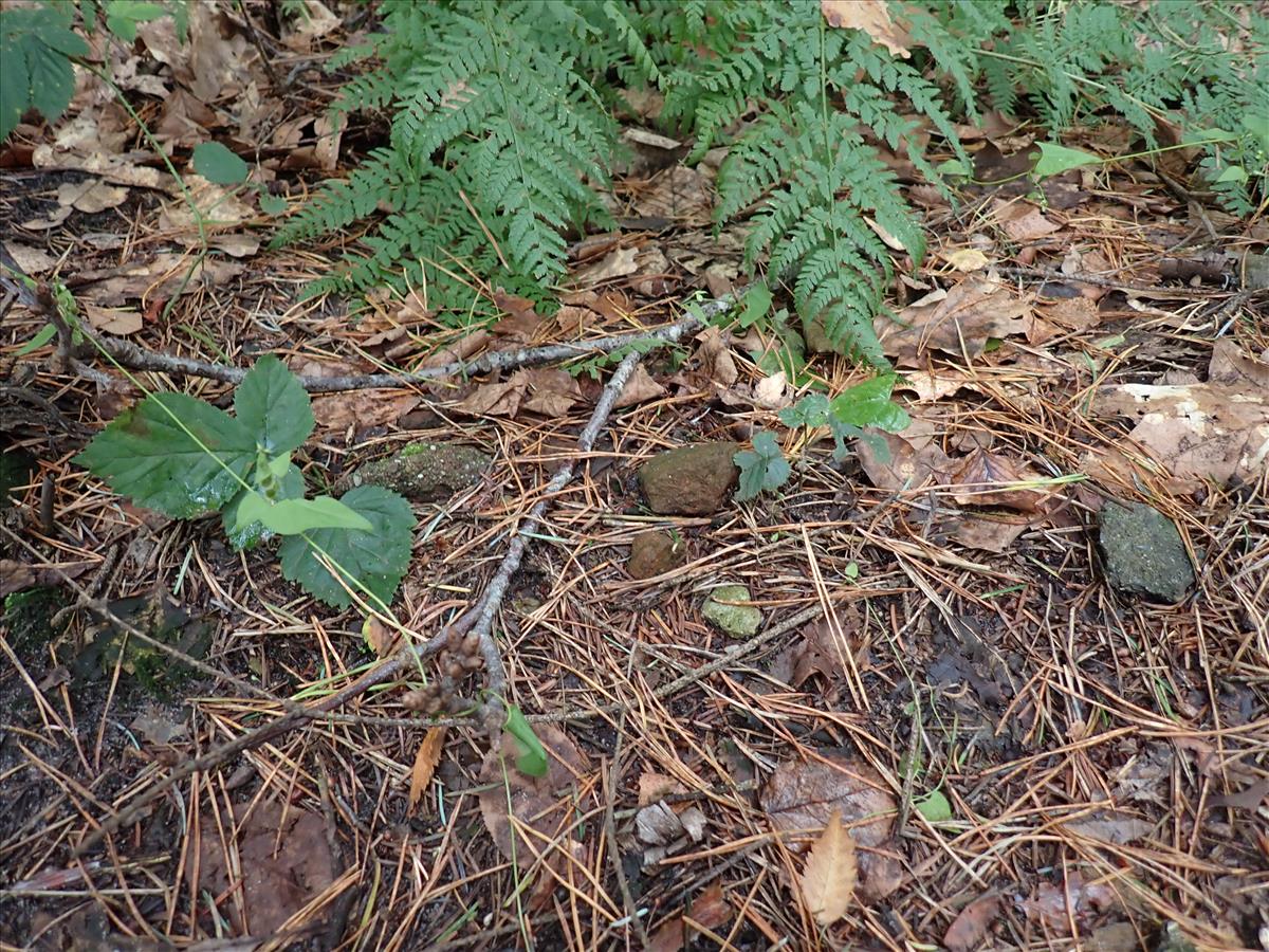 Thelocarpon magnussonii (door Lukas Verboom)