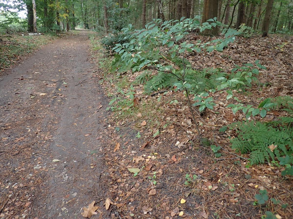 Thelocarpon magnussonii (door Lukas Verboom)