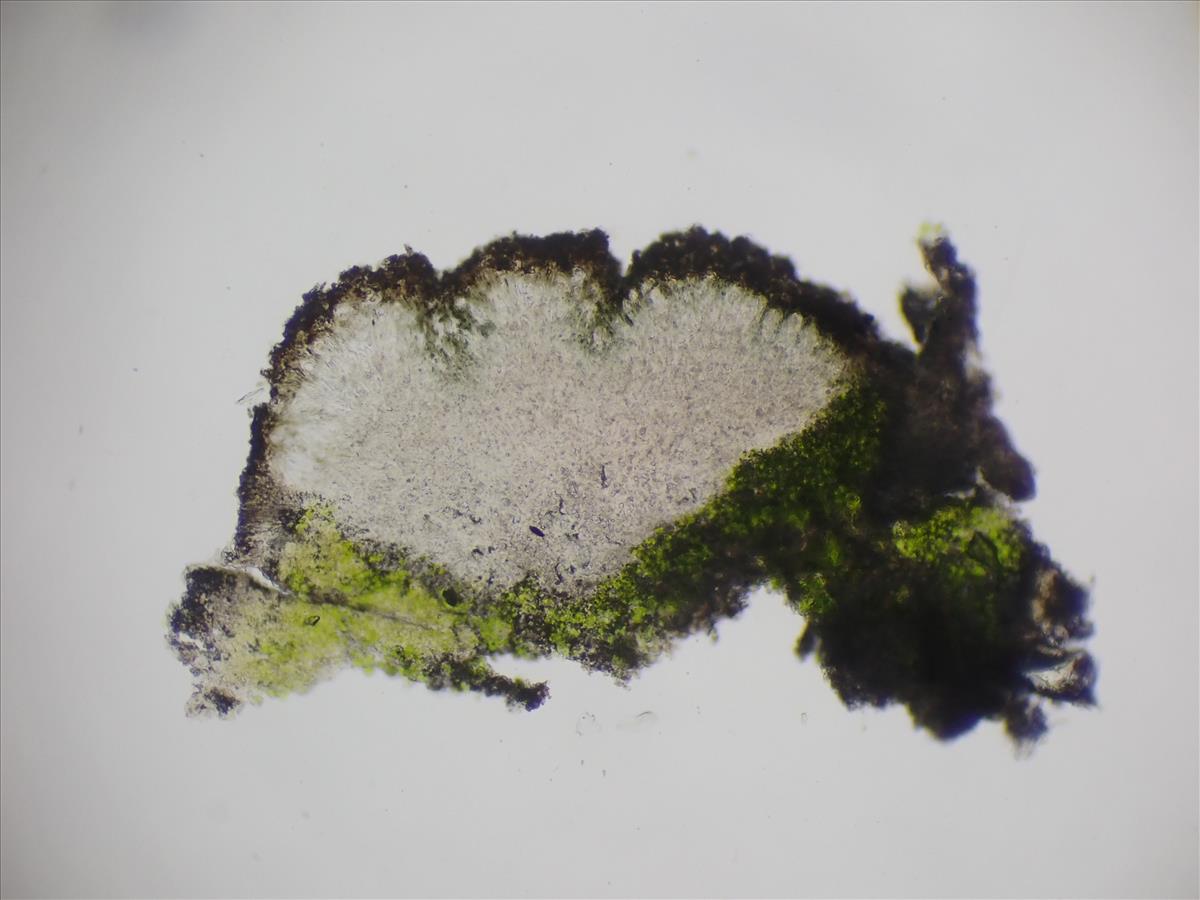 Lecanora rupicola (door Lukas Verboom)