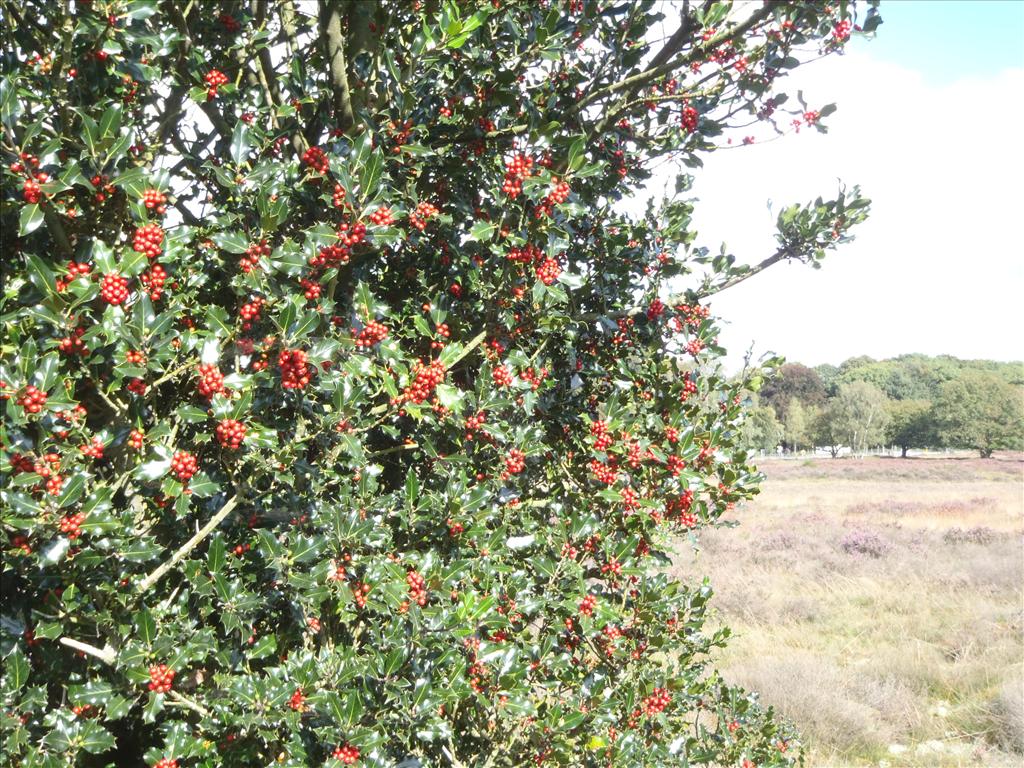 Ilex aquifolium (door Johan Loermans)