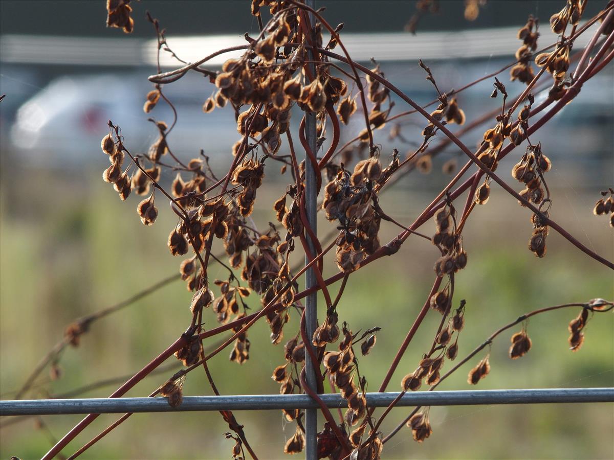 Fallopia dumetorum (door Willemien Troelstra)