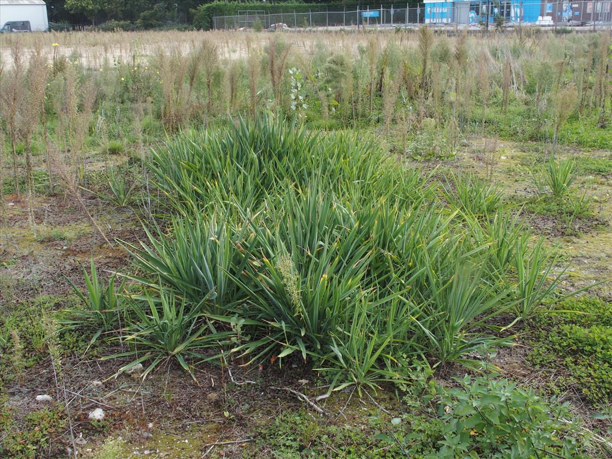 Yucca filamentosa (door Willemien Troelstra)