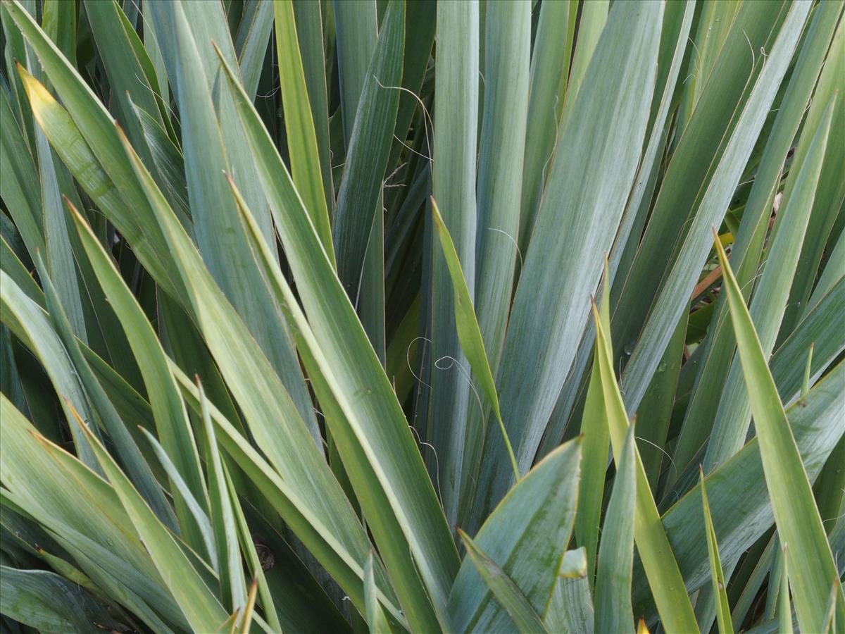 Yucca filamentosa (door Willemien Troelstra)