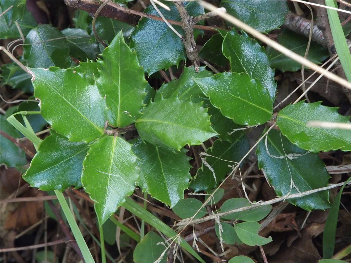 Ilex x meserveae (door Willemien Troelstra)