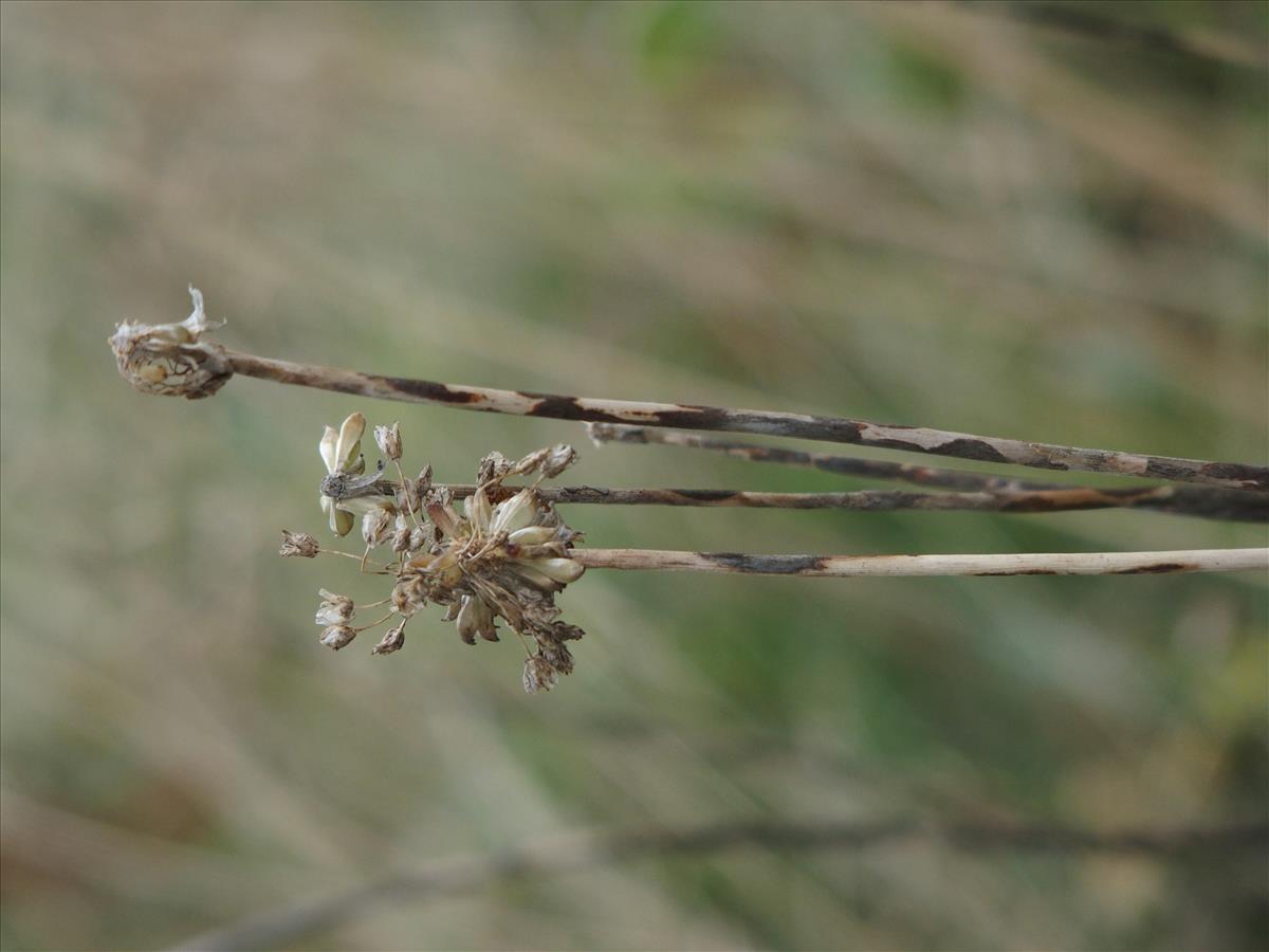 Allium vineale (door Willemien Troelstra)