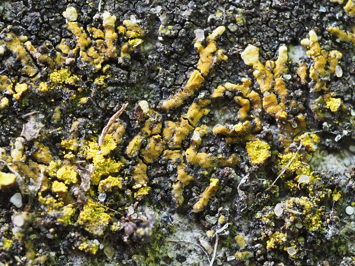 Leproplaca cirrochroa (door Guido Berger)