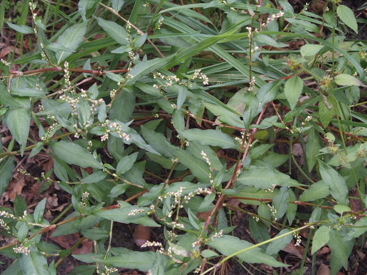 Persicaria mitis (door Willemien Troelstra)