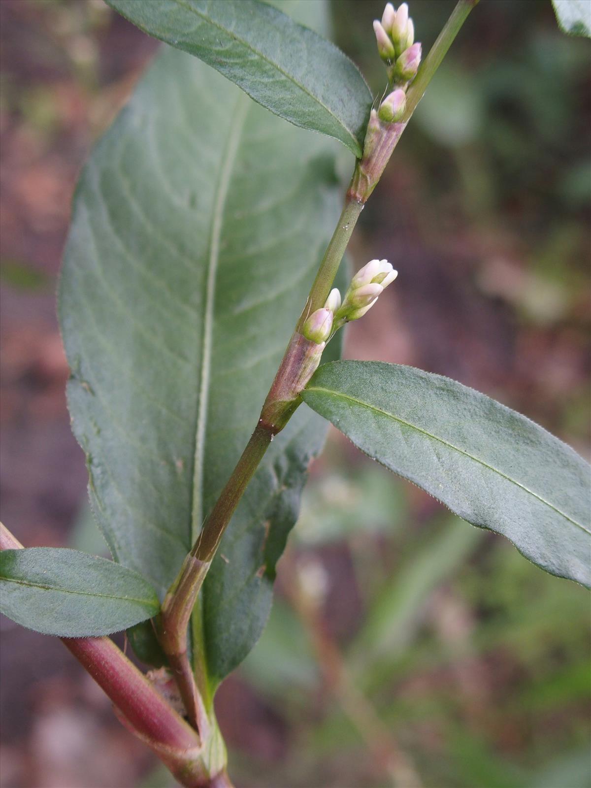 Persicaria mitis (door Willemien Troelstra)