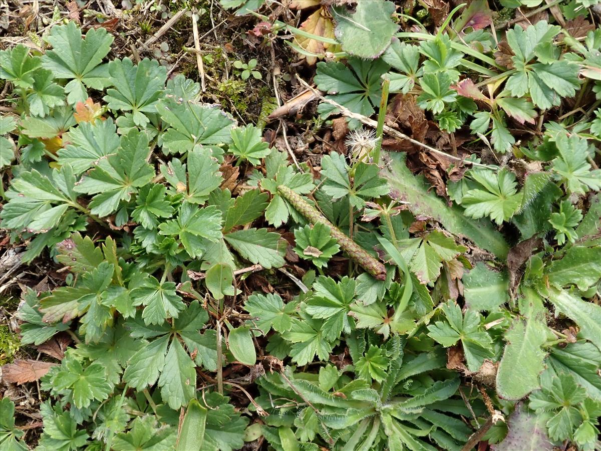 Potentilla verna (door Edwin Dijkhuis)