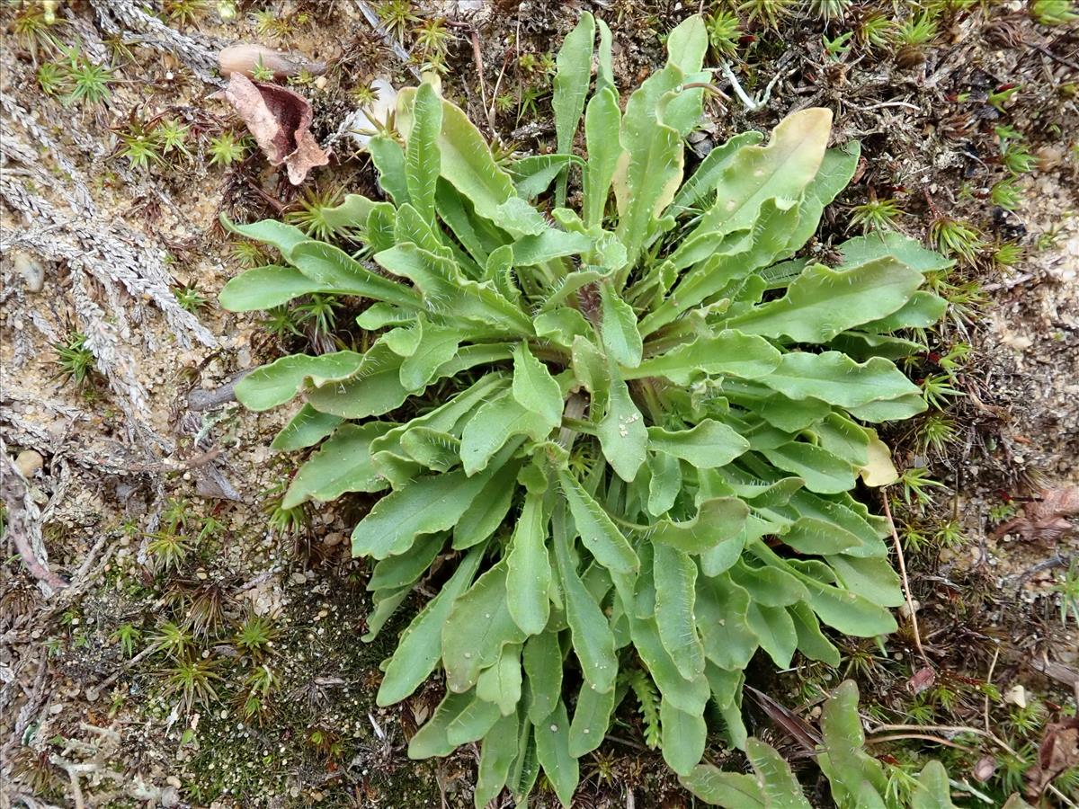 Jasione montana (door Edwin Dijkhuis)