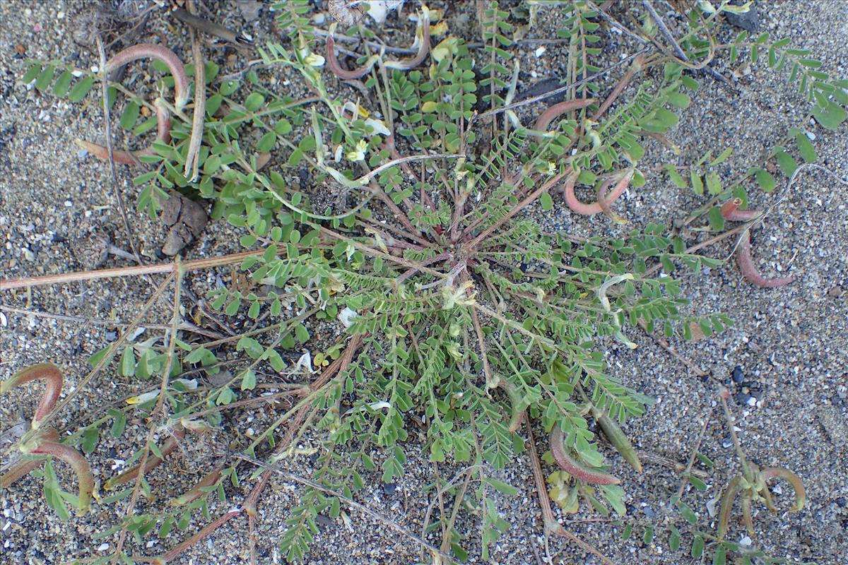 Astragalus hamosus (door Sipke Gonggrijp)