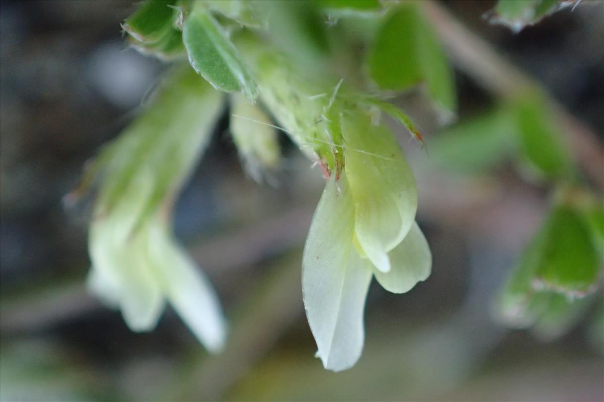 Astragalus hamosus (door Sipke Gonggrijp)
