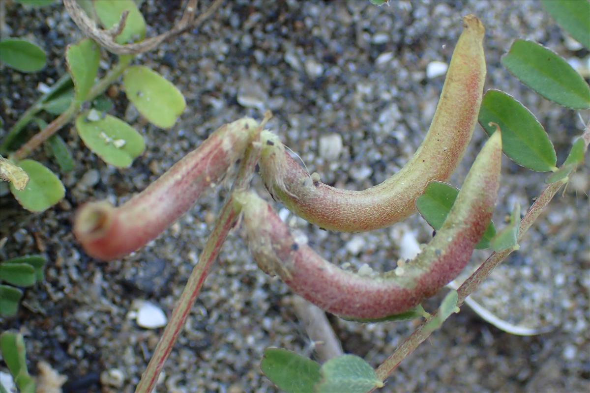 Astragalus hamosus (door Sipke Gonggrijp)