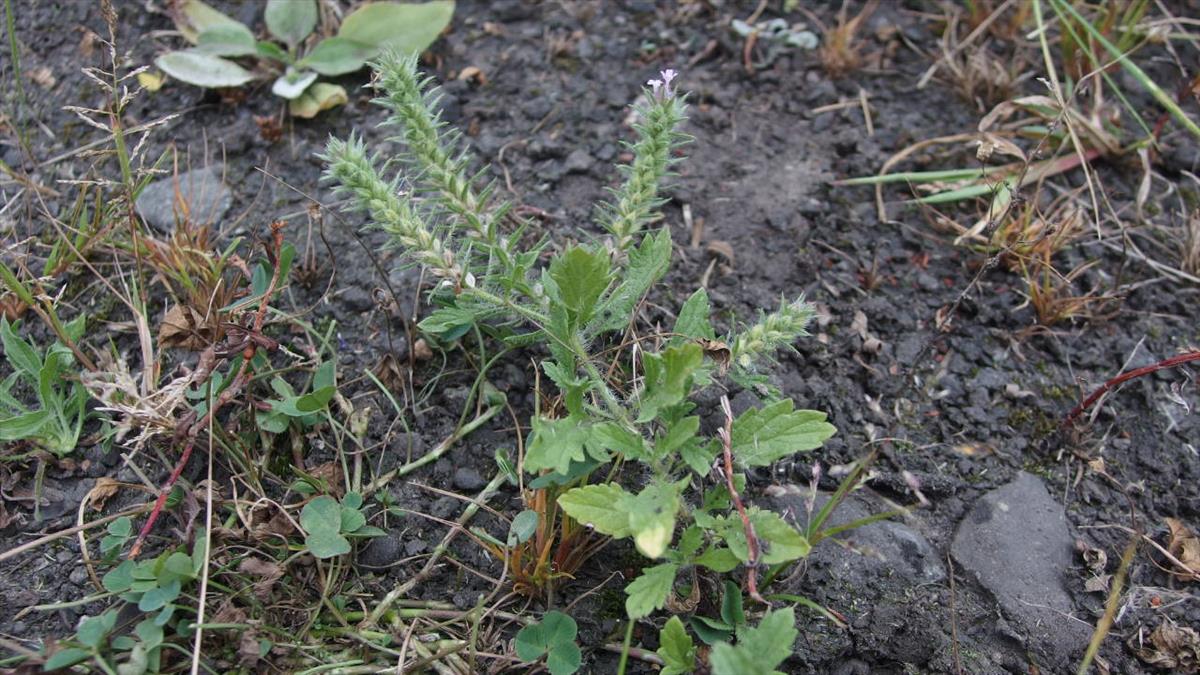 Verbena bracteata (door Sipke Gonggrijp)