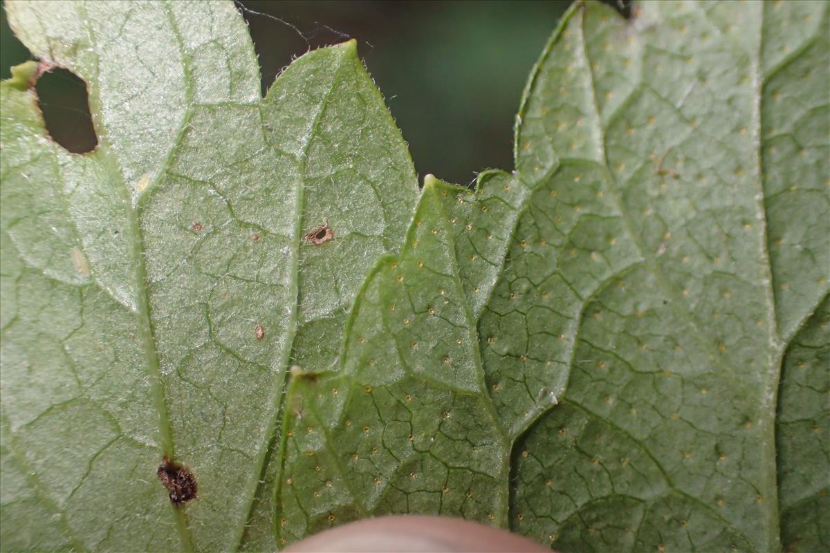 Ribes rubrum (door Stef van Walsum)