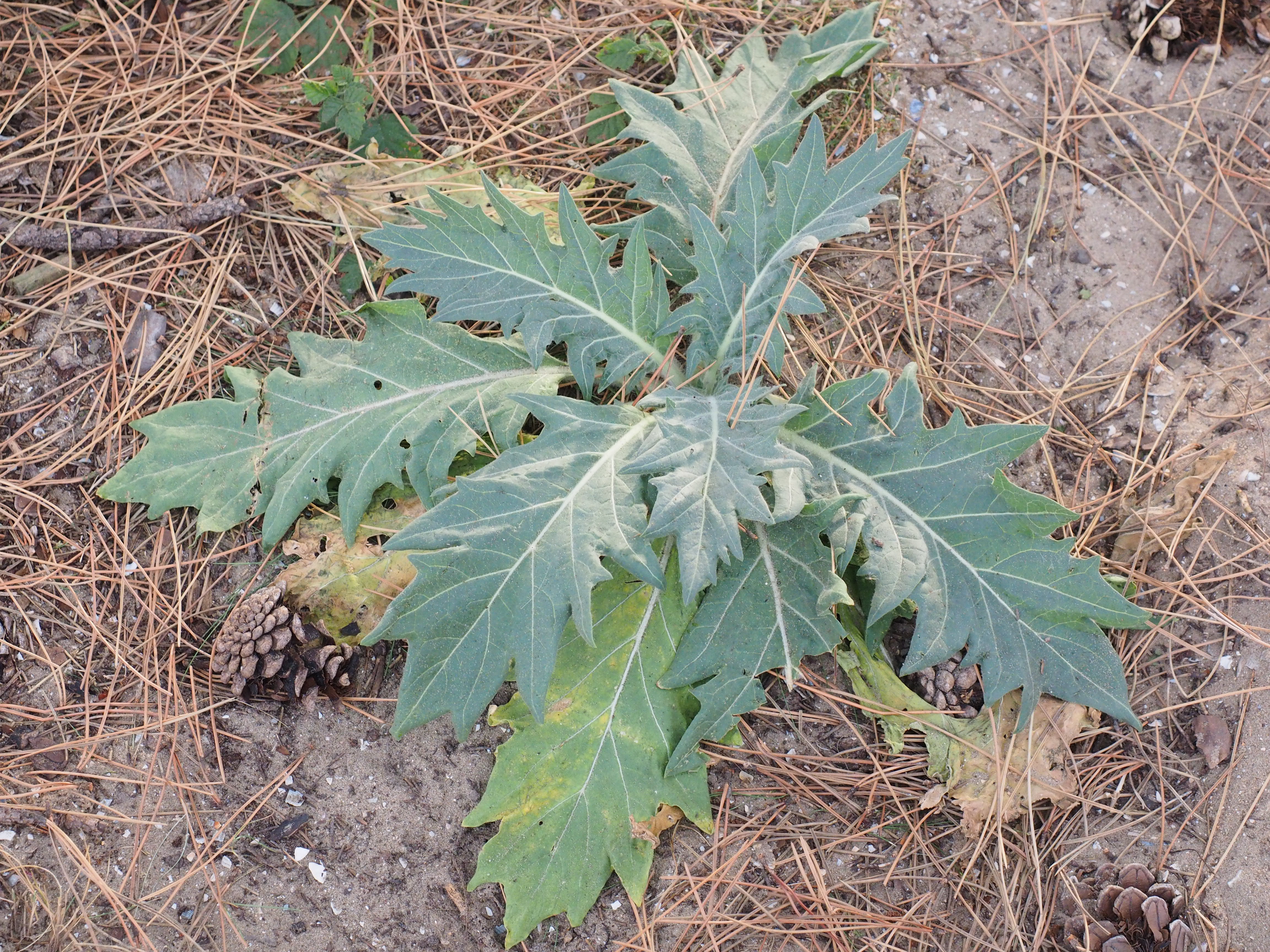 Hyoscyamus niger (door Bert van der Kruis)