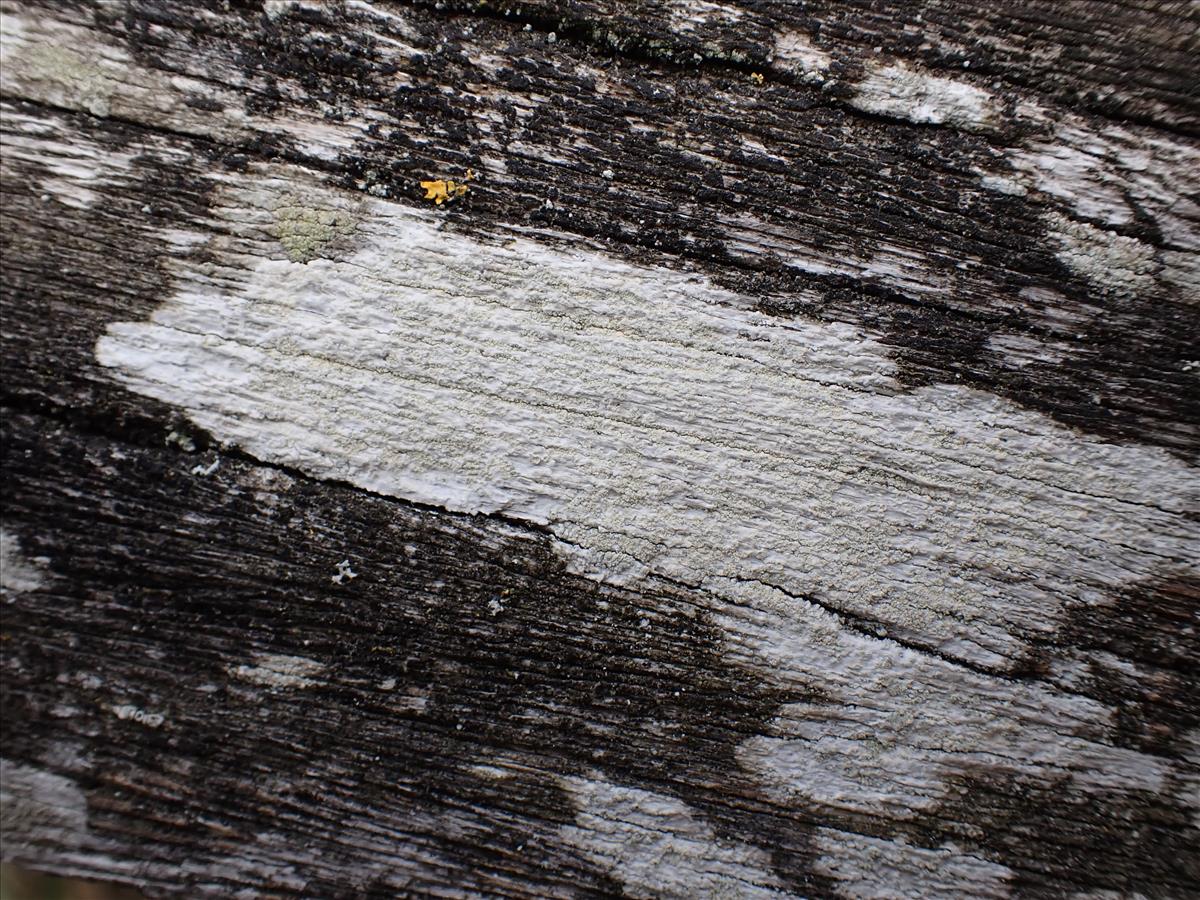 Ochrolechia arborea (door Lukas Verboom)