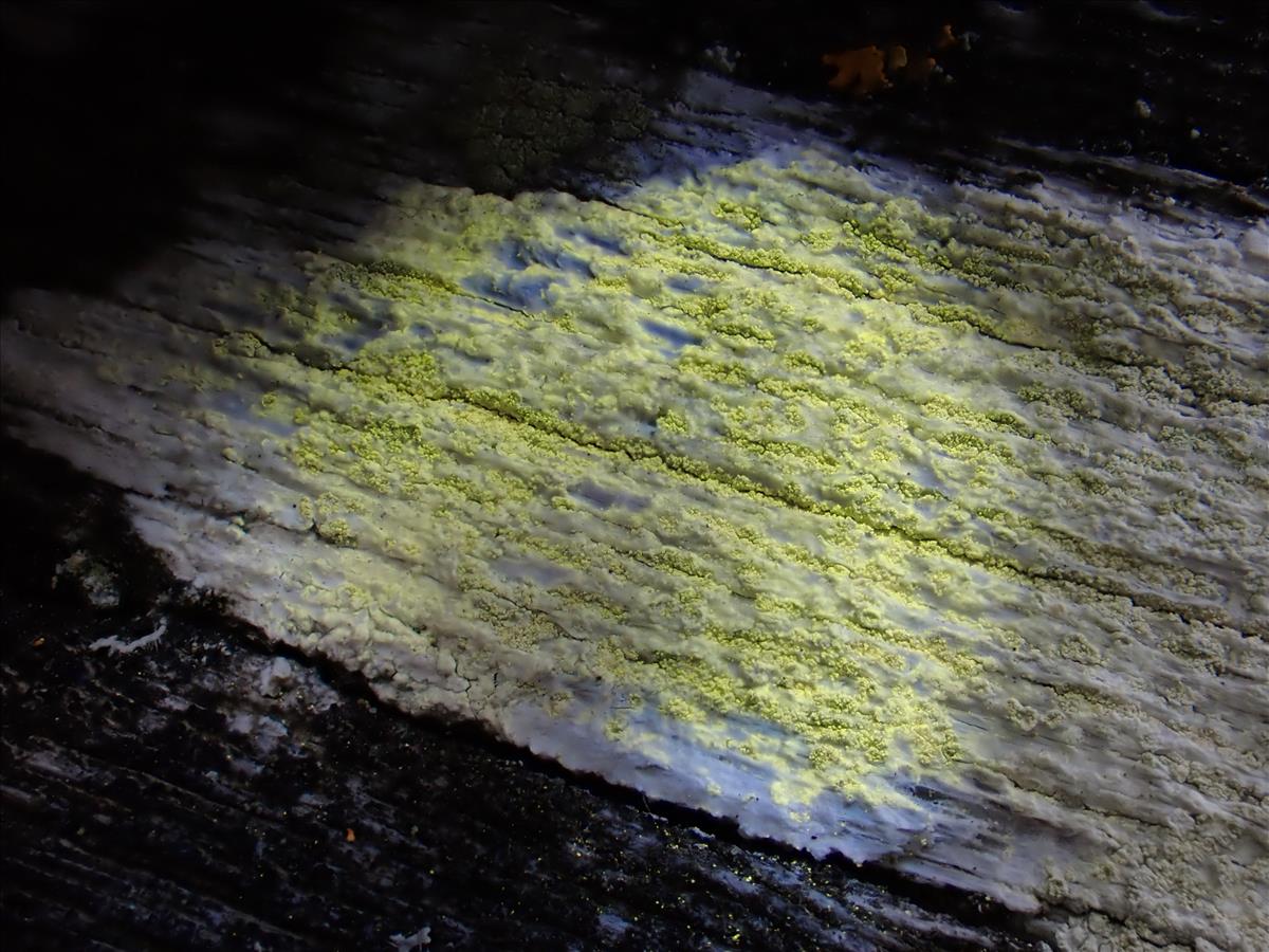 Ochrolechia arborea (door Lukas Verboom)