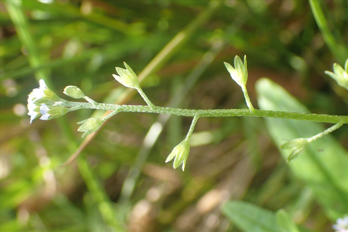 Myosotis laxa subsp. caespitosa (door Stef van Walsum)