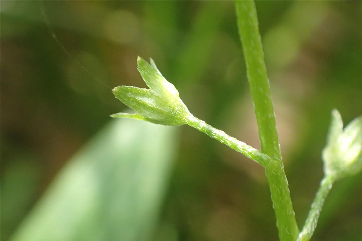Myosotis laxa subsp. caespitosa (door Stef van Walsum)