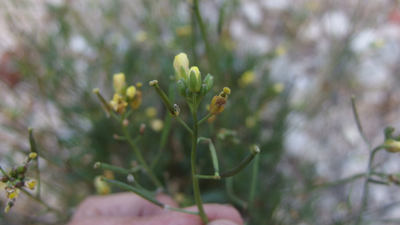 Diplotaxis x wirtgenii (door Sipke Gonggrijp)