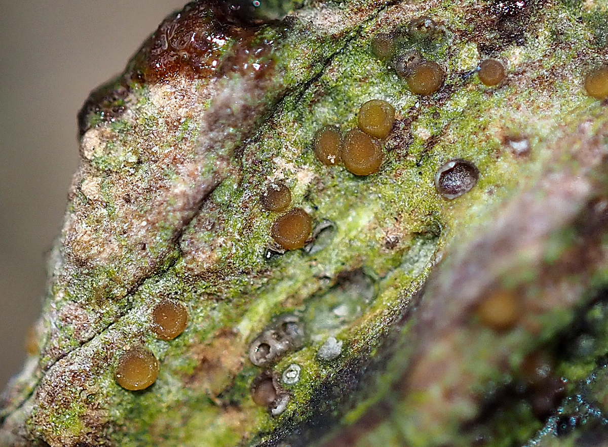 Gyalecta truncigena (door Jeroen van der Loop)