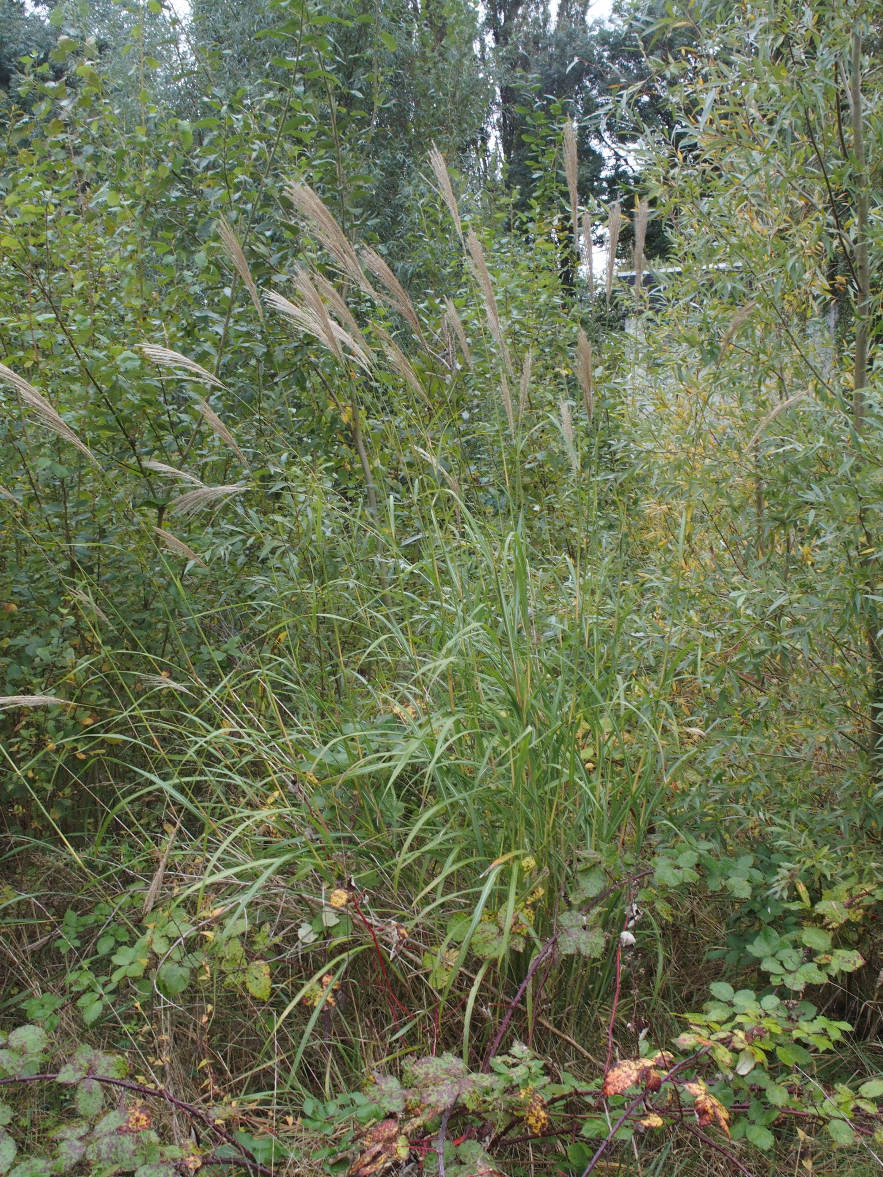 Miscanthus sinensis (door Willemien Troelstra)