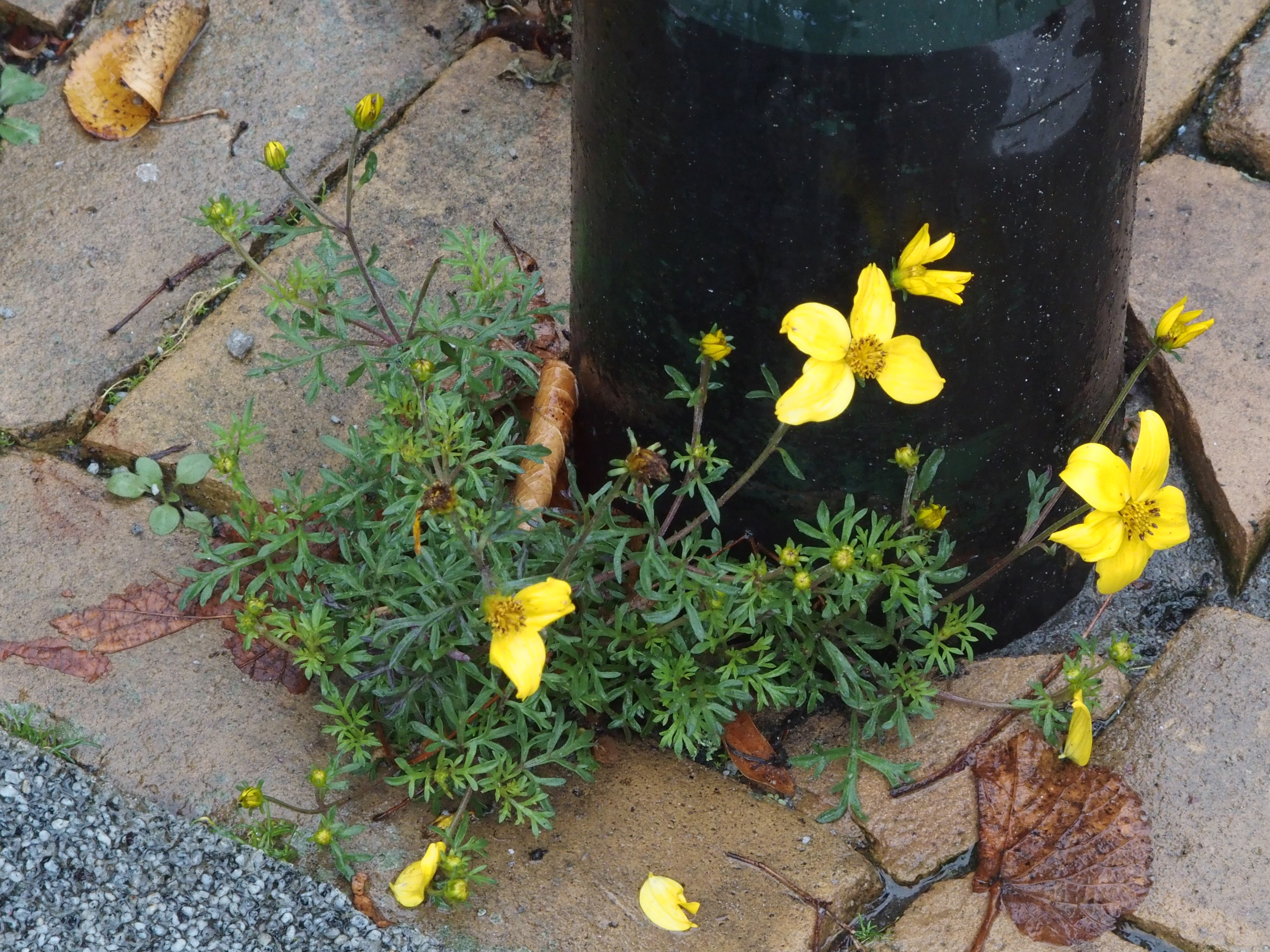 Bidens triplinervia (door Willemien Troelstra)