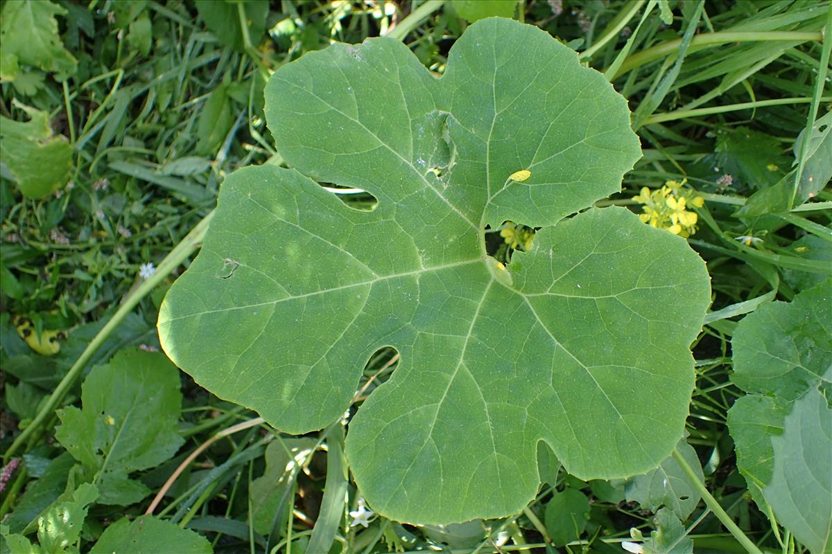 Cucurbita ficifolia (door Sipke Gonggrijp)