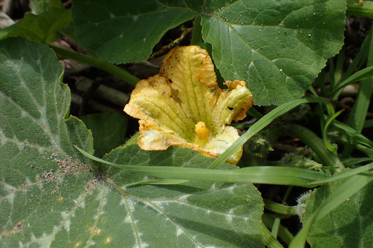 Cucurbita moschata (door Sipke Gonggrijp)