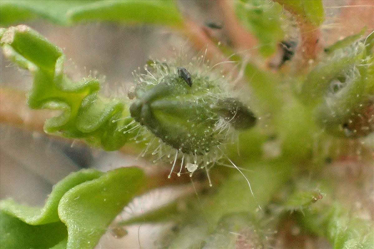 Monsonia brevirostrata (door Sipke Gonggrijp)