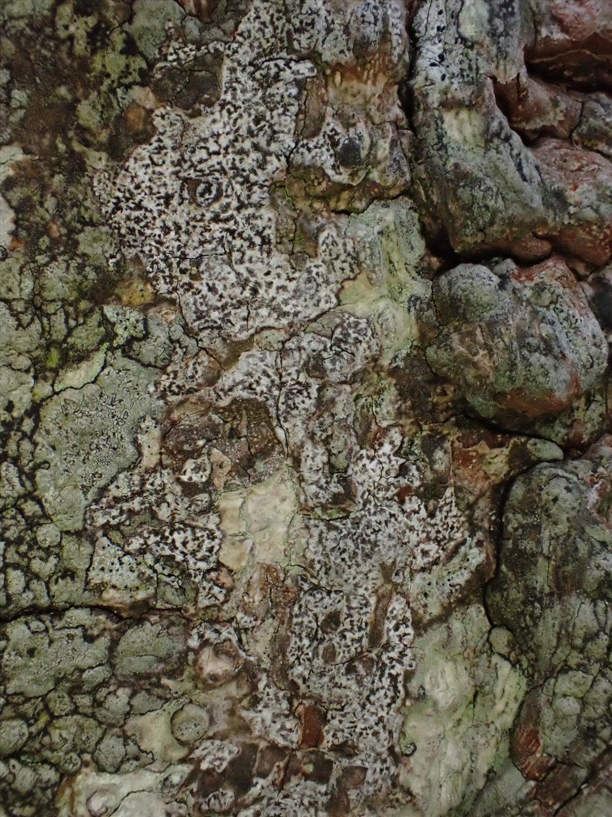 Reichlingia anombrophila (door Lukas Verboom)