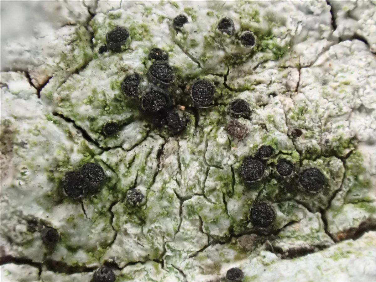 Cyphelium sessile (door Lukas Verboom)