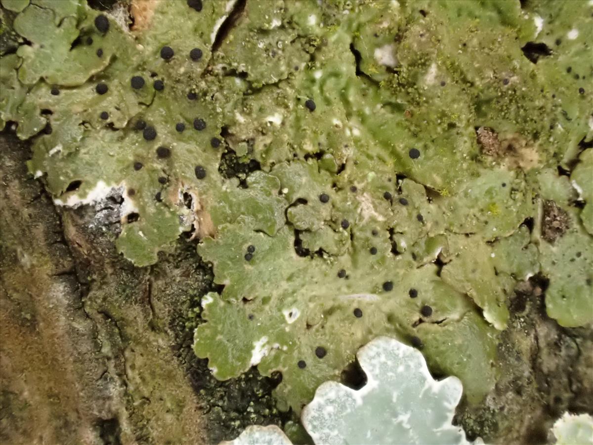 Abrothallus bertianus (door Lukas Verboom)