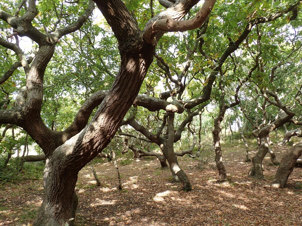 Abrothallus bertianus (door Lukas Verboom)