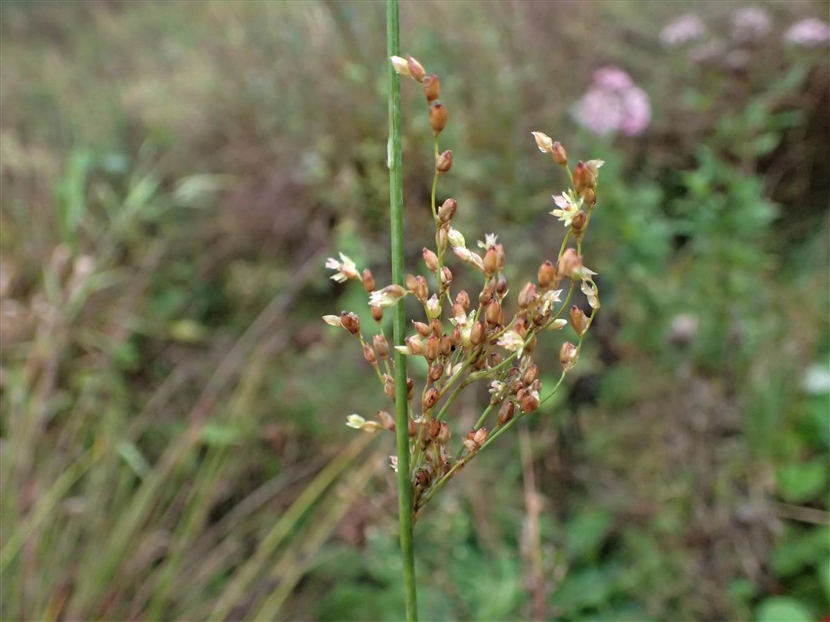 Juncus radula (door Sipke Gonggrijp)