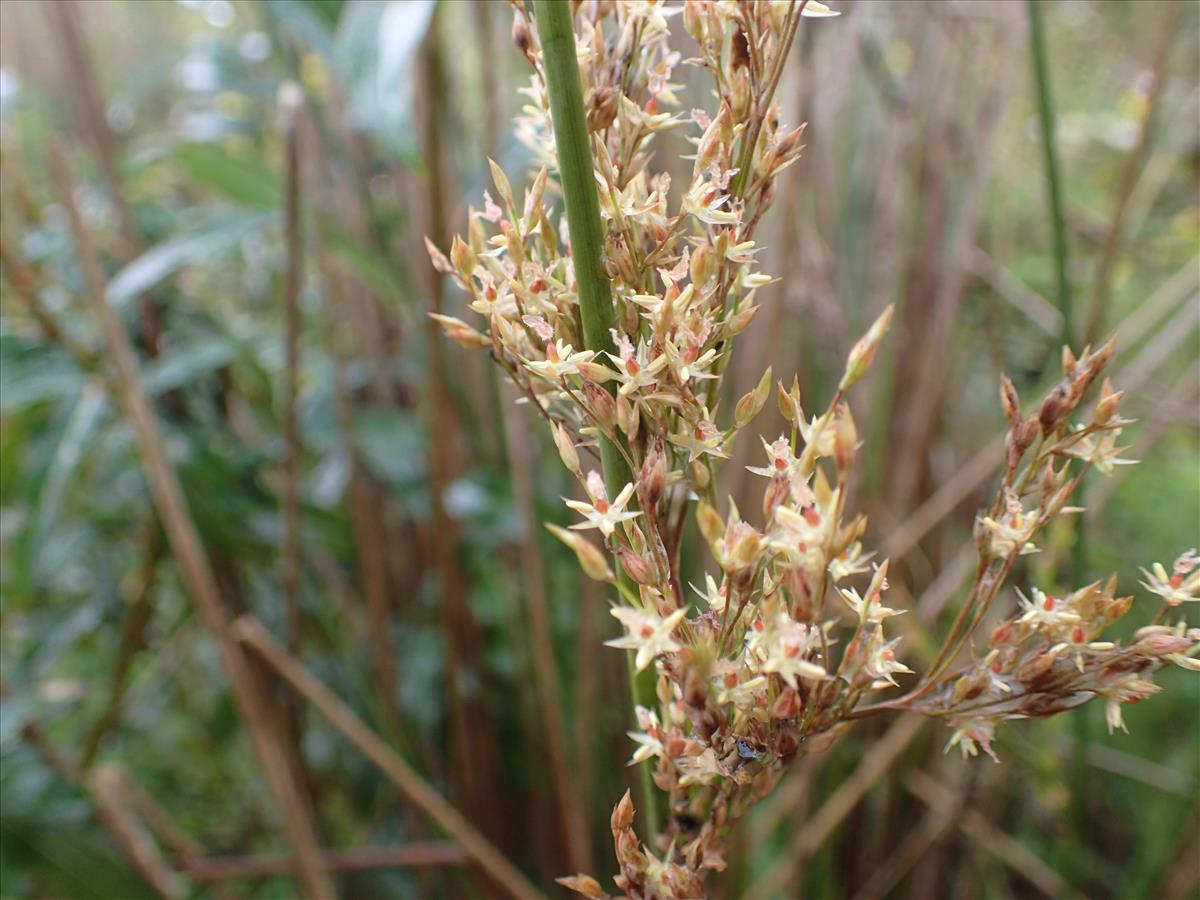 Juncus flavidus (door Sipke Gonggrijp)