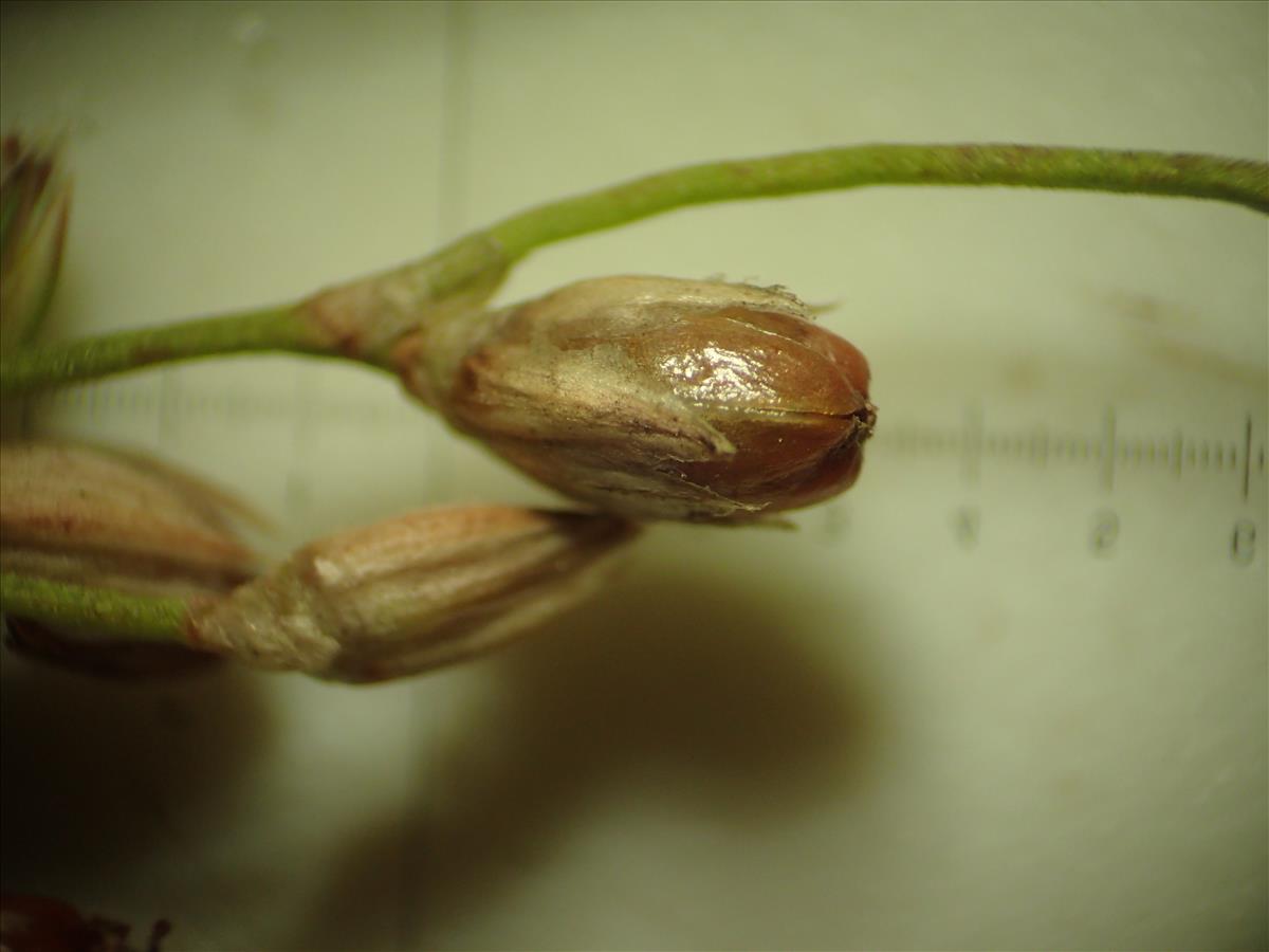 Juncus radula (door Sipke Gonggrijp)