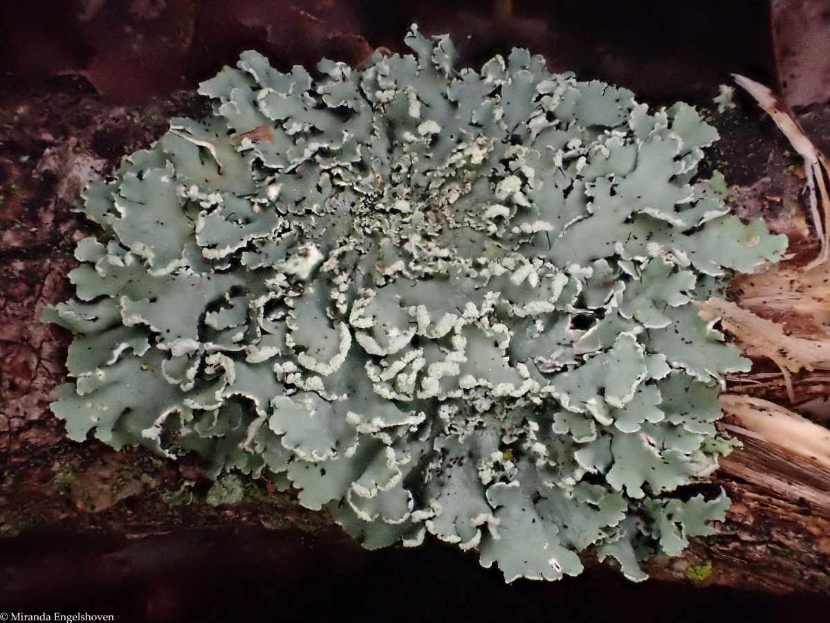 Heterodermia obscurata (door Miranda Engelshoven)