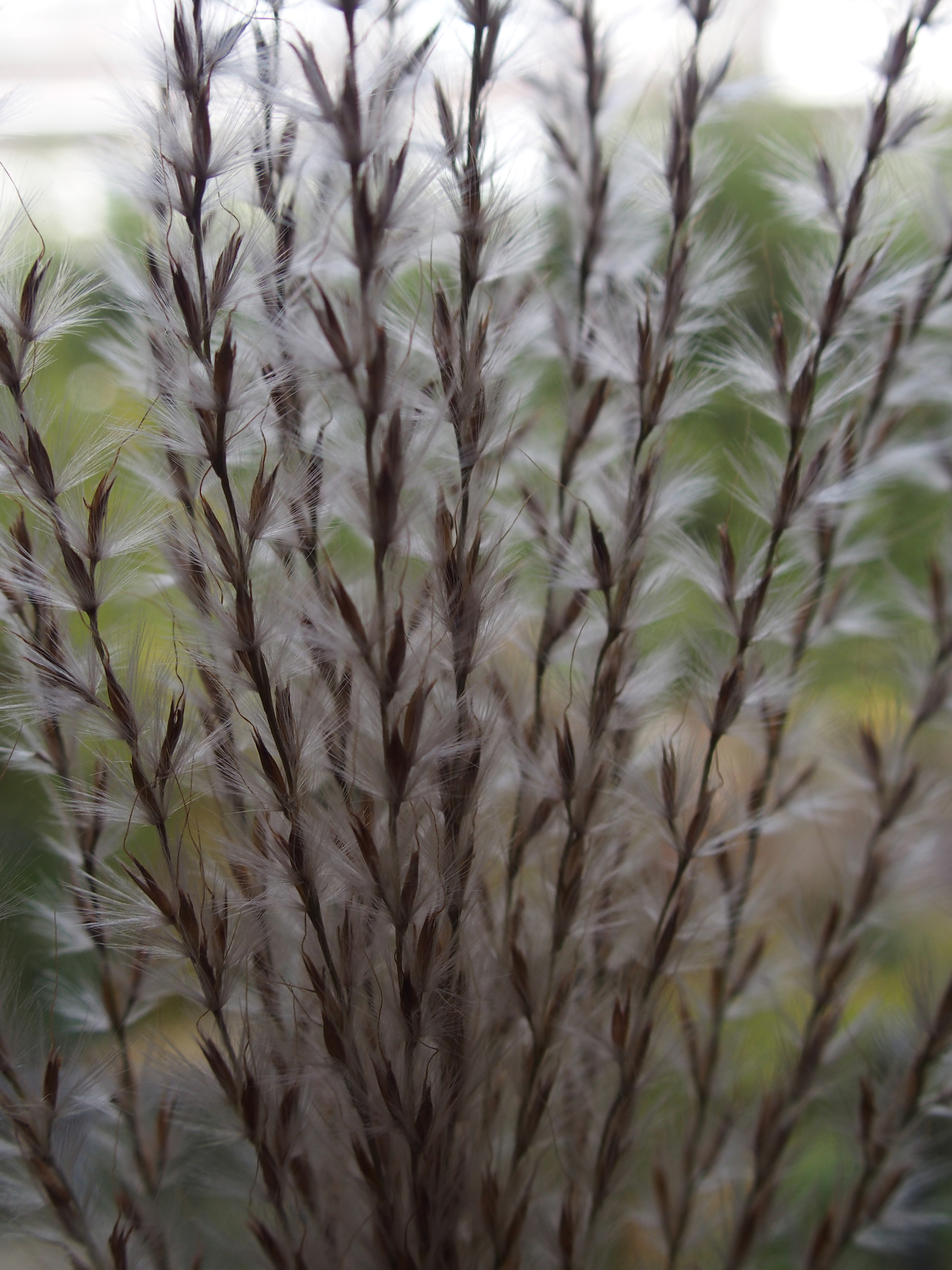 Miscanthus sinensis (door Willemien Troelstra)